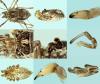 Dasylobus graniferus